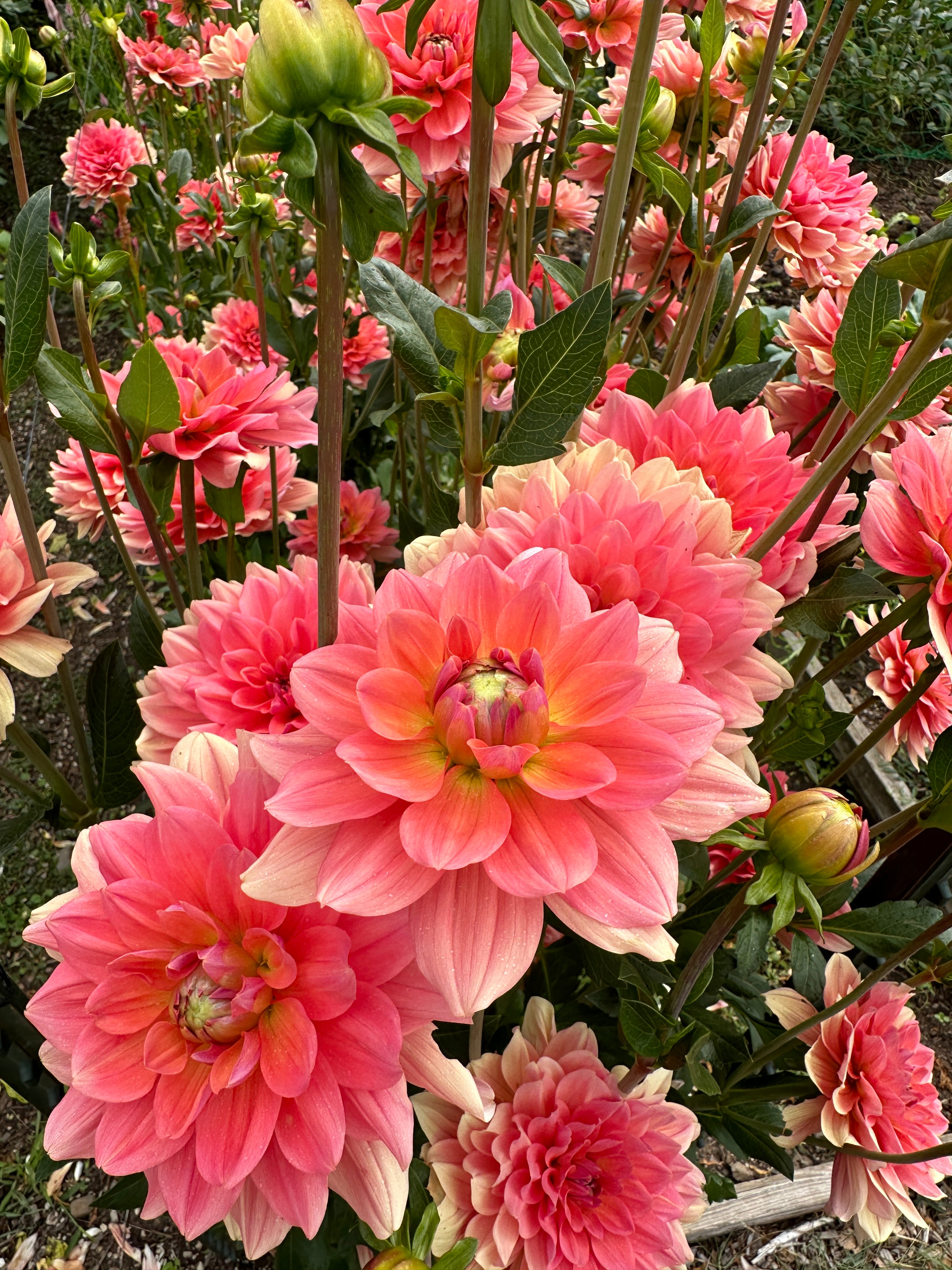 NEW RELEASE 2026* FFF Peach Kiss - LIMIT 1 per household