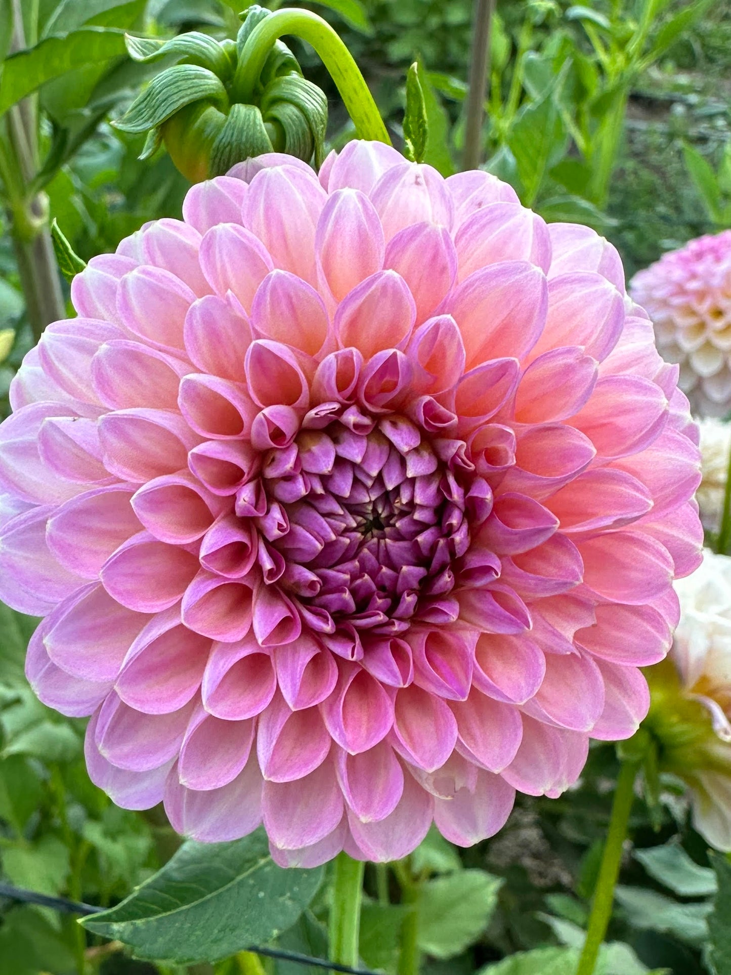 Bracken Rose (USA)